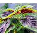 MAM011 Xianjin low temperature resistant red amaranth seeds, Chinese vegetable seeds